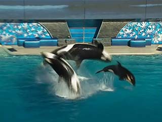 صور SeaWorld ألحيوَانَات